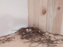 První hnízdo se tady překvapivě objevilo ještě předtím, než byl holubník dokončený. Princip holubníků spočívá v tom, že se vajíčka vyměňují za atrapy. První snůšku ale nechají pracovníci být. „Je důležité, aby měl první pár možnost holoubata vyvést. Mladí holubi nyní mají na holubník silnou vazbu a pomáhají nám přitahovat z okolí další,“ popisuje Michaela Klimšová z organizace Městské holubníky.